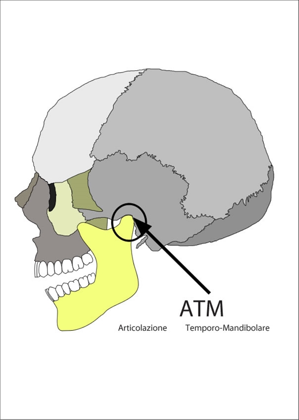 Articolazione e muscoli