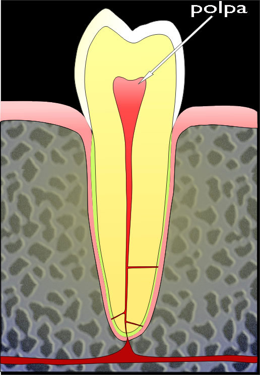 Endodonzia
